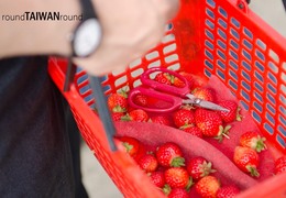 Span3_dahu_strawberry_picking_______-006