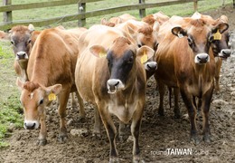 Span3_flying_cow_ranch_______-010